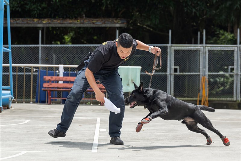 訓練を受ける軍用犬（中華文化総会提供）