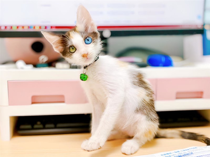 市民に引き取られたオッドアイの子猫＝新北市政府動物保護防疫処提供