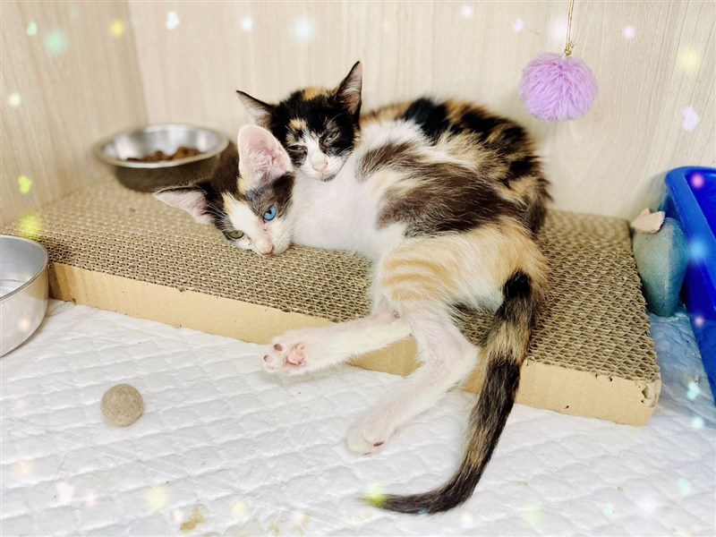 オッドアイの子猫(手前)と同時に保護された子猫(奥)=新北市政府動物保護防疫処提供