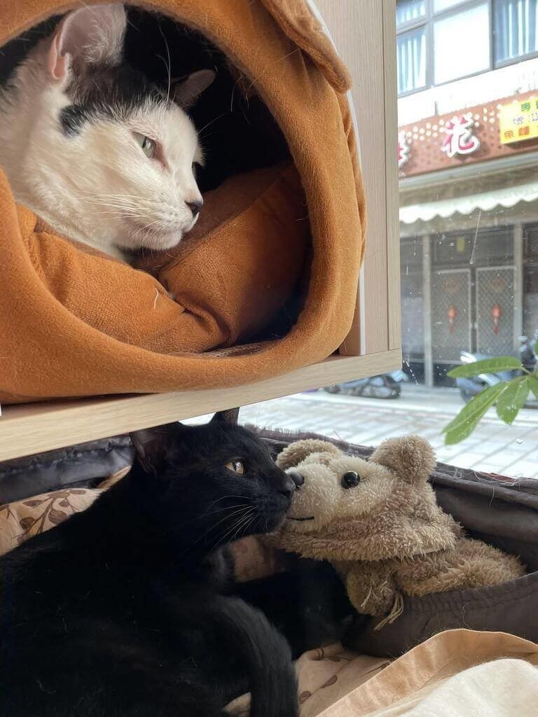 民宿の猫たち=業者提供