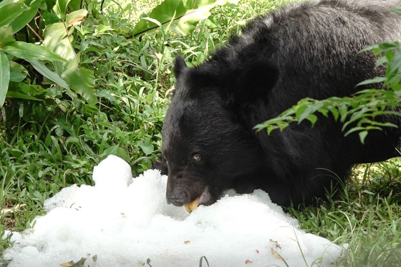 「かき氷」の中に入った果物を食べるツキノワグマ＝台北市立動物園提供