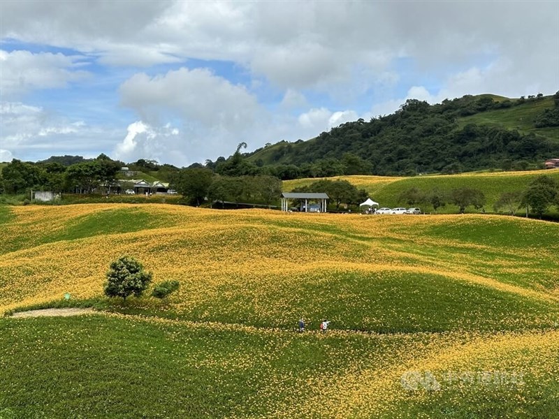 六十石山に広がるウコンカンゾウの花のじゅうたん＝2025年9月10日、中央社記者李先鳳撮影