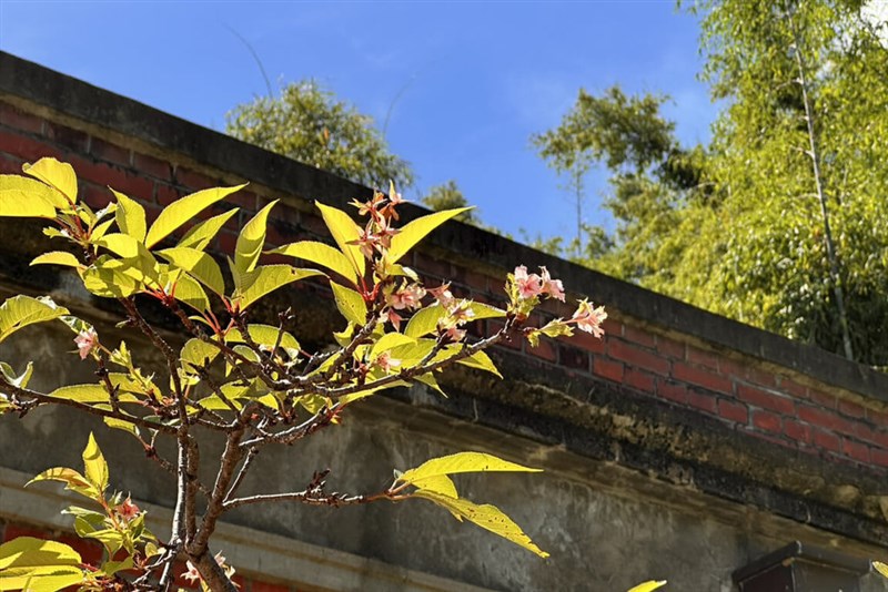 9月に開花した河津桜。通常は1月下旬から3月にかけて見頃を迎える＝台南市政府文化局提供