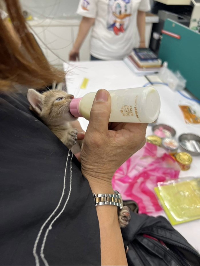 ミルクを飲む子猫＝新北市動物保護防疫処提供