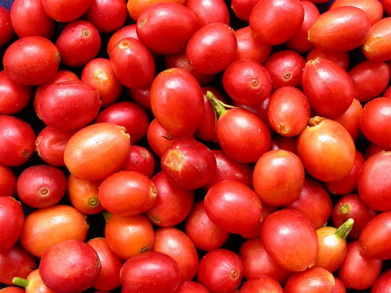 コーヒーの新品種「台農1号」の果実（農業試験所提供）