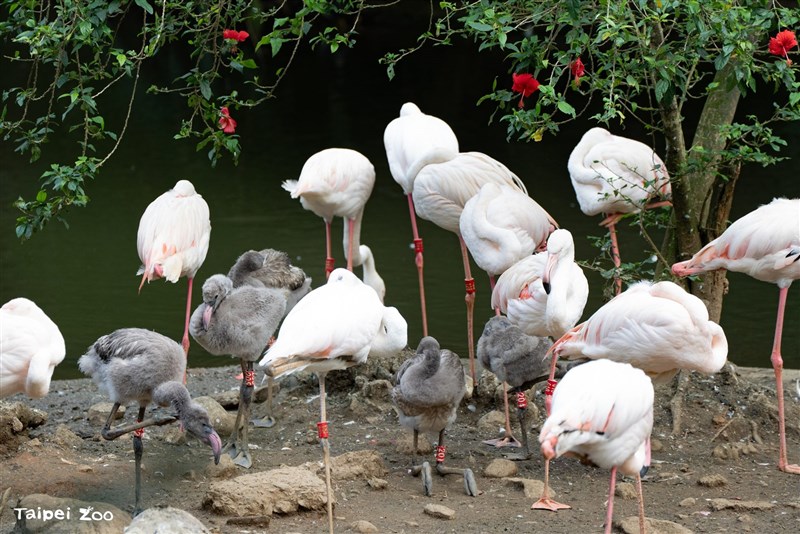 オオフラミンゴの親子たち＝台北市立動物園提供
