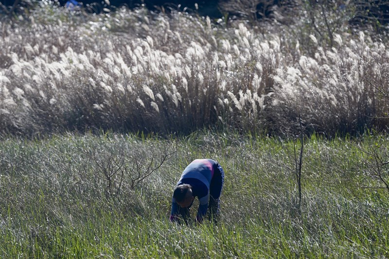 腰を曲げてホウネンエビをじっくり観察する人=2025年11月23日、中央社記者徐肇昌撮影