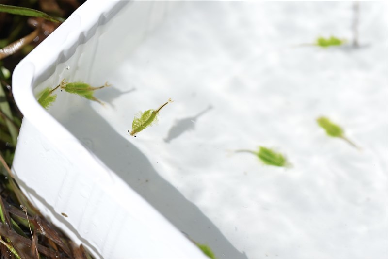 体長2センチほどの甲殻類「ホウネンエビ」＝2025年11月23日、中央社記者徐肇昌撮影