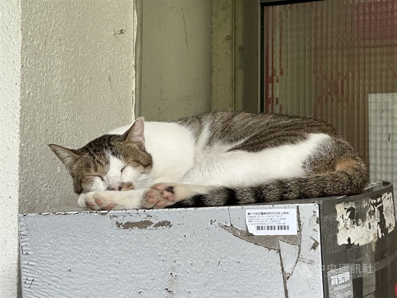 給水機の上で寝ている猫＝2025年11月28日、中央社記者趙麗妍撮影