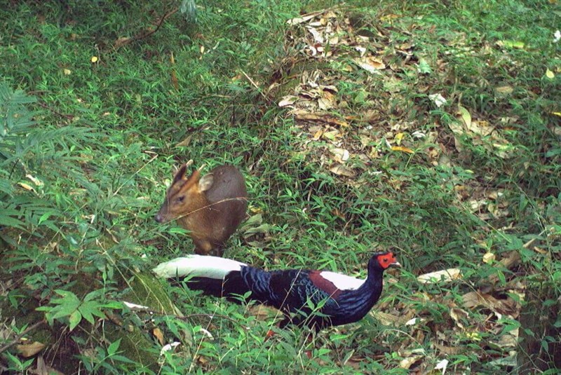 キョンとサンケイ(写真=農業部林業・自然保育署嘉義分署提供)