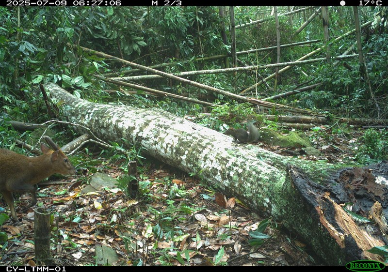 キョンとオーストンカオナガリス(写真=農業部林業・自然保育署嘉義分署提供)
