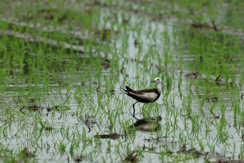 台湾で保護が必要な野生動物第2級「貴重で希少」とされているレンカク(写真=レンカク生態教育園区提供)