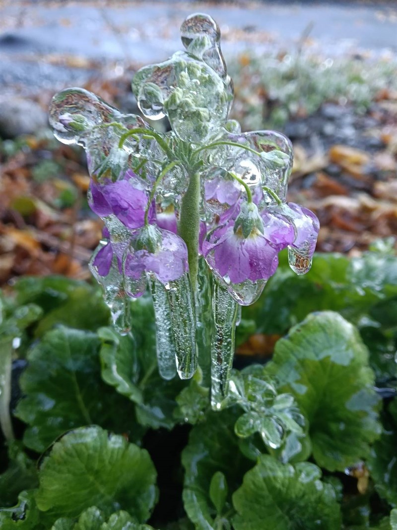 氷に閉じ込められたフジの花＝武陵農場提供