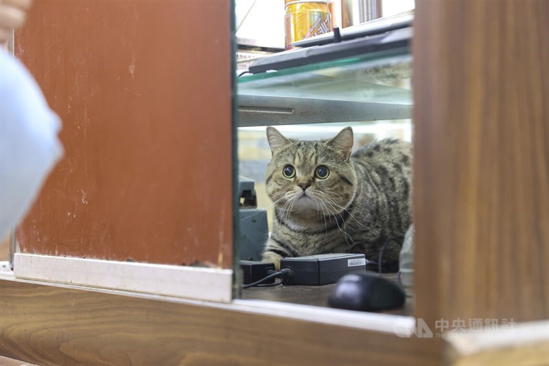 独特の「店猫」文化が形成されている台北の乾物街・大稲埕。元信蔘薬行の猫店長「喵喵」はSNSをきっかけに人気を集めている＝中央社記者鄭清元撮影（2025年4月30日掲載）
