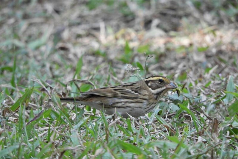 国立自然科学博物館の屋外草地に飛来した「キマユホオジロ」＝同館提供