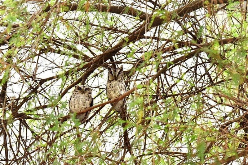 屏東大のキャンパスに飛来したヒガシオオコノハズク=同大提供