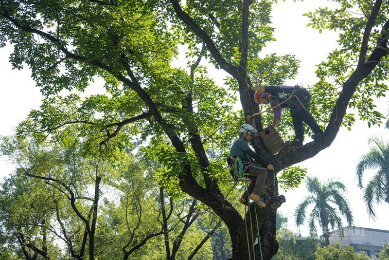 屏東大のキャンパスに鳥の巣箱を設置する屏東科技大の学生ら＝2025年12月9日、中央社記者黄郁菁撮影