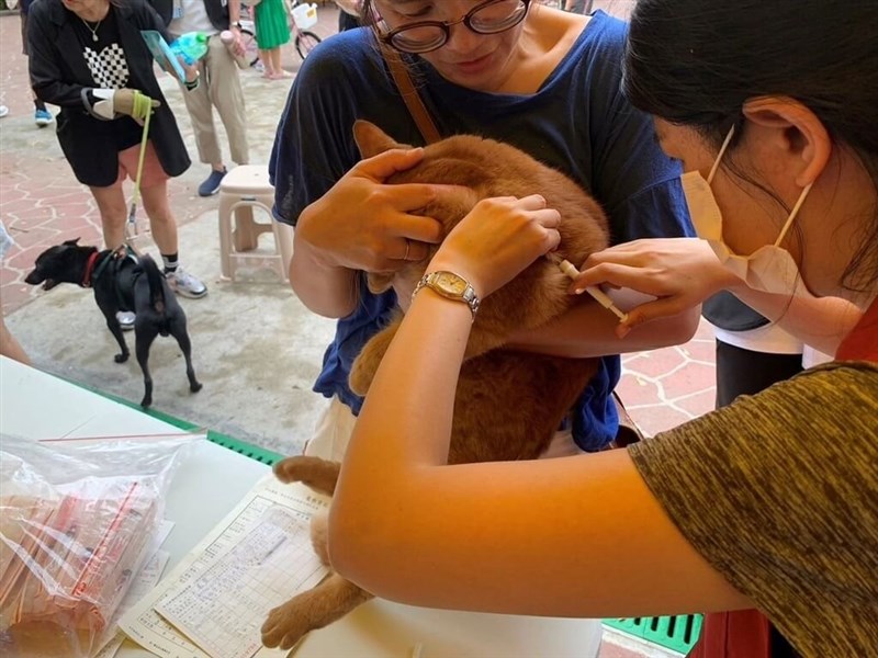 台湾では来年1月1日から、飼い主に対して猫のペット登録とマイクロチップの装着が義務化される。違反者には最大で1万5000台湾元（約7万5000円）の過料が科される＝新北市政府動物保護防疫処提供