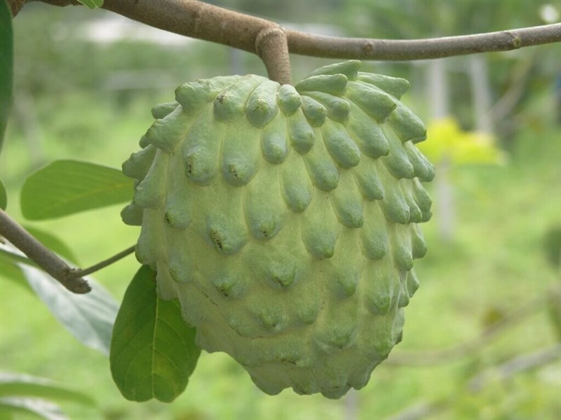 台湾産バンレイシ＝農業部農糧署提供