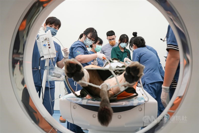 南部・高雄市の寿山動物園で飼育されている雌のライオン「布蕾（ブーレイ）」が9日、国立屏東科技大付属獣医教学医院でCT（コンピューター断層撮影） 検査を受けた。（写真＝中央社記者撮影）