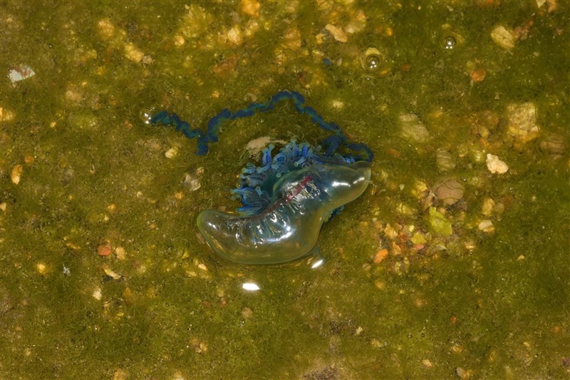 触手に強力な毒性を持ち、刺されると強い痛みを感じることから「電気クラゲ」と呼ばれるカツオノエボシ(写真=国立海洋科技博物館提供)