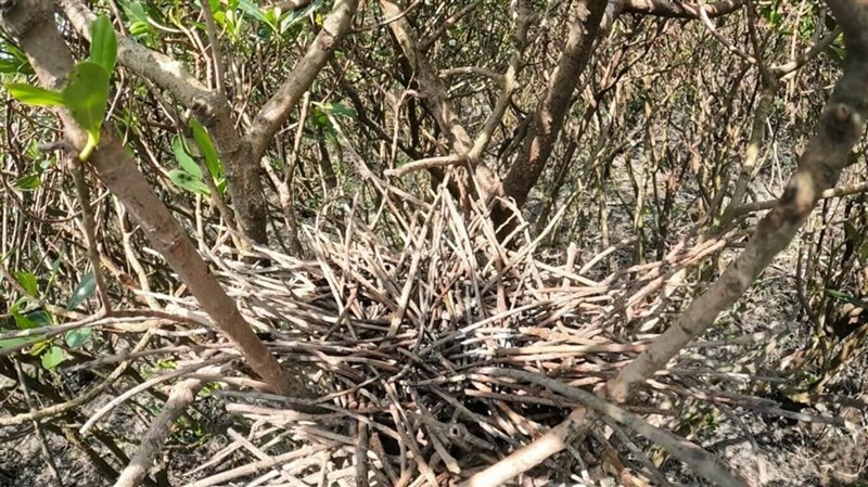 アフリカクロトキの巣。新たな卵やひなは確認されなかった。(写真=台北市動物保護処提供)