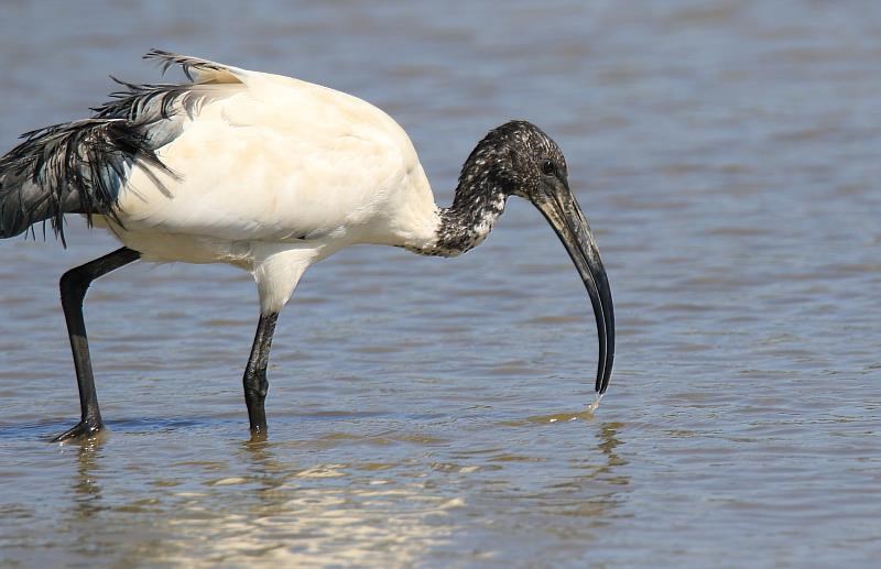外来種アフリカクロトキ（写真＝農業部（農業省）林業・自然保育署花蓮分署提供）