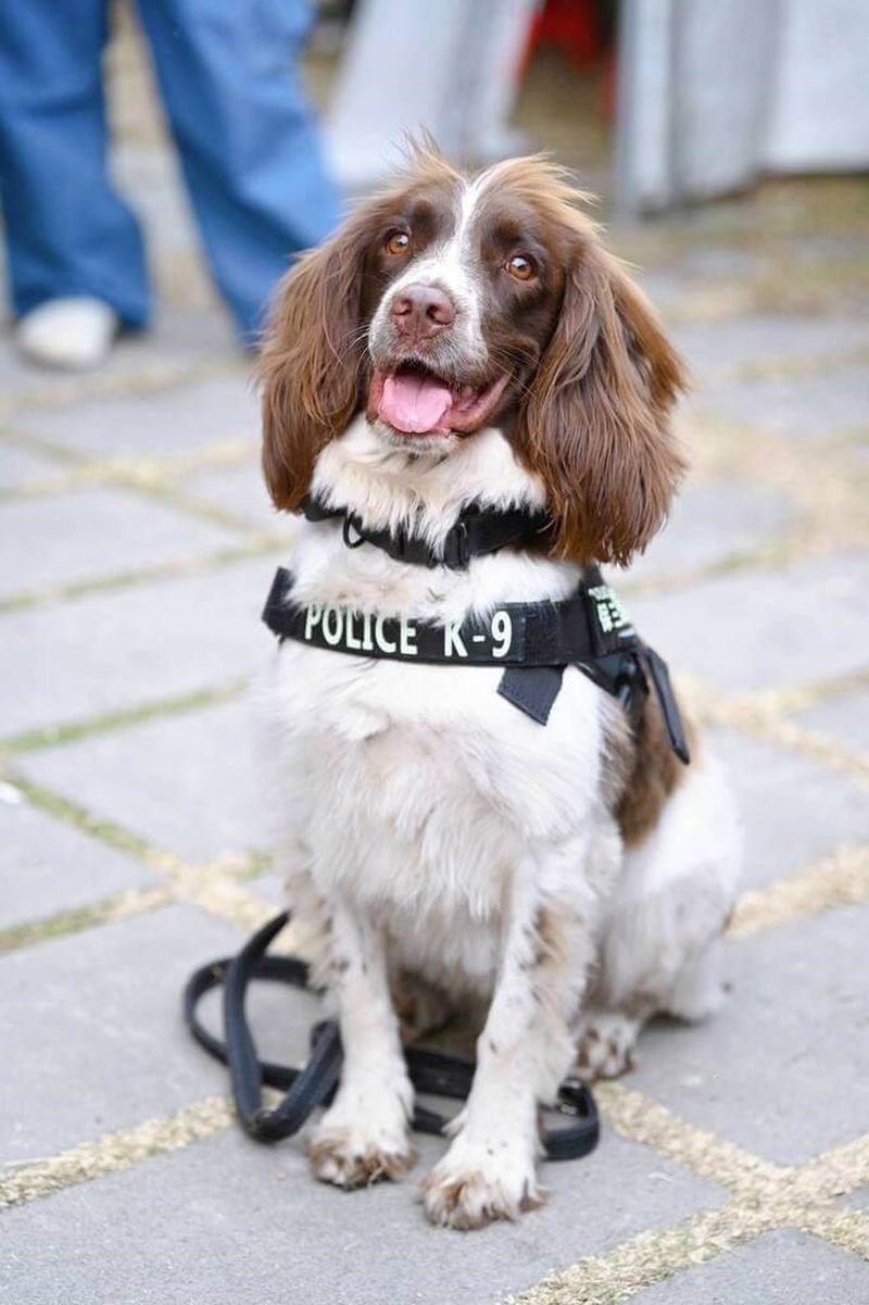売人が埋めた麻薬を見事探し当てた麻薬探知犬「可楽（コーラ）」（写真＝高雄市政府警察局刑事警察大隊提供）