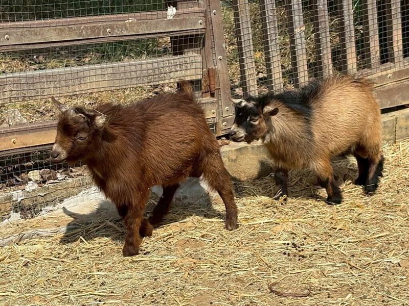 ミニヤギの一種、ピクミーゴート＝高雄市政府観光局提供