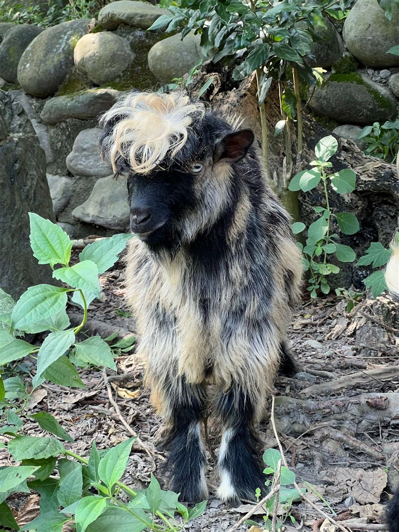 毛の長い「気絶ヤギ」＝高雄市政府観光局提供