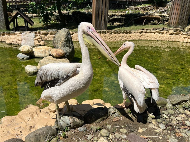 大型水鳥のペリカン属＝高雄市政府観光局提供