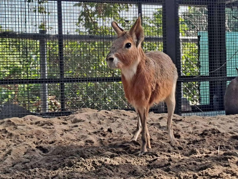ニューフェースのマーラ＝高雄市政府観光局提供