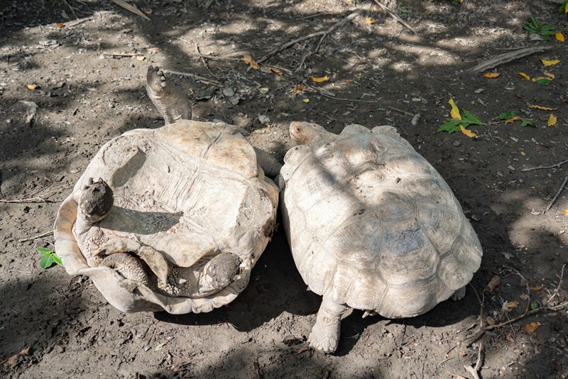 ケンカ中（？）のケヅメリクガメ＝台北市立動物園提供