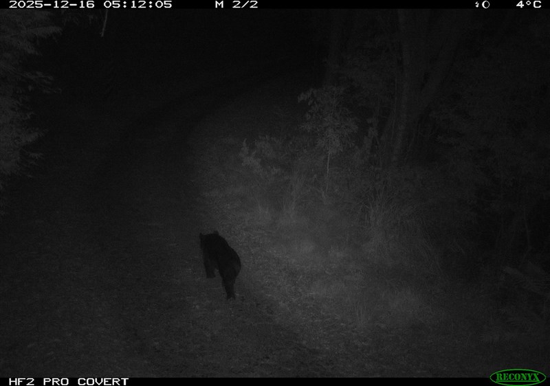 台中市和平区の産業道路に設置された監視カメラが捉えたタイワンツキノワグマ＝林業・自然保育署台中分署提供