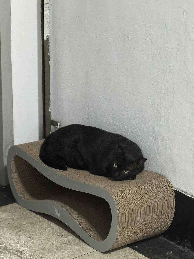 高雄市政府警察局刑事警察大隊が飼っている猫「黒豹」=読者提供