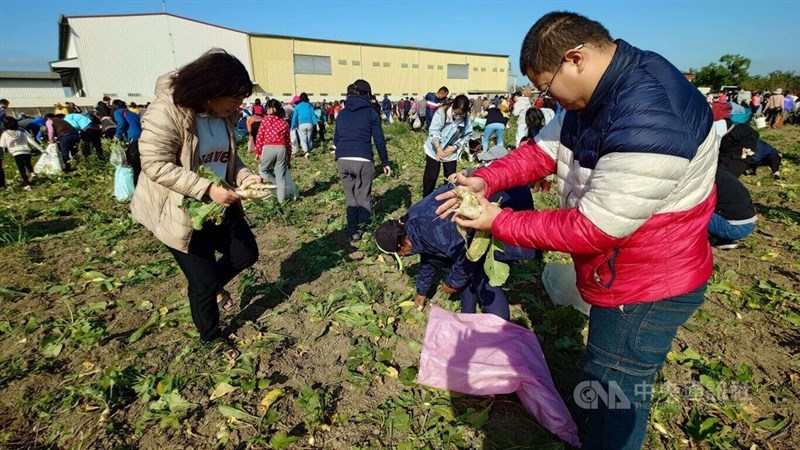 ダイコンを収穫する参加者ら＝中央社記者蔡智明撮影