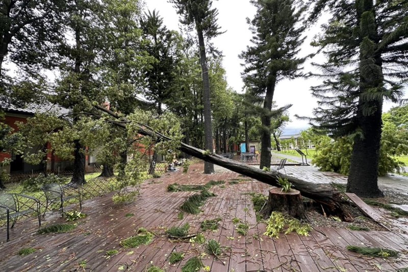 昨年7月に台風4号の影響で倒れたイヌマキ(台南市政府提供)