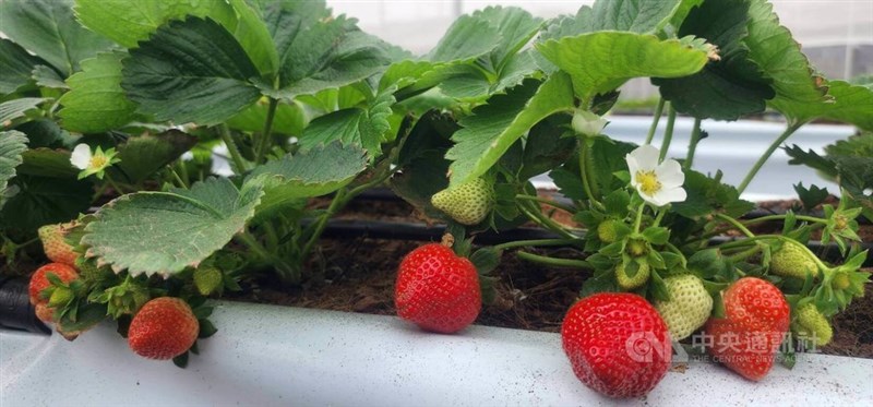 潮風を浴びて育つ離島・澎湖県産のイチゴ