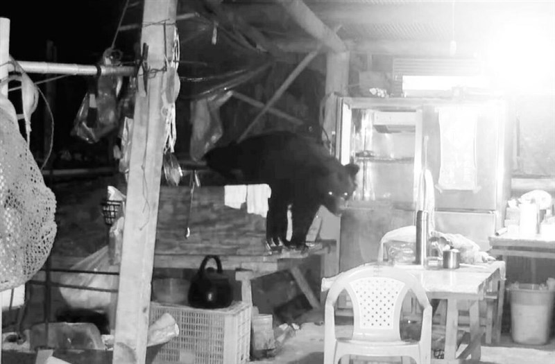 阿里山の作業小屋に侵入したタイワンツキノワグマ（林業・自然保育署嘉義分署提供）