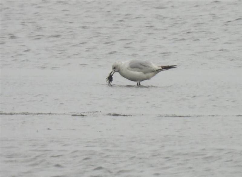 7日、台南市将軍区に飛来したゴビズキンカモメ＝台南市野鳥学会林坤慧さん提供