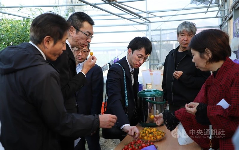 嘉義産のミニトマトを食べる山口県の視察団のメンバー＝1月14日、嘉義県