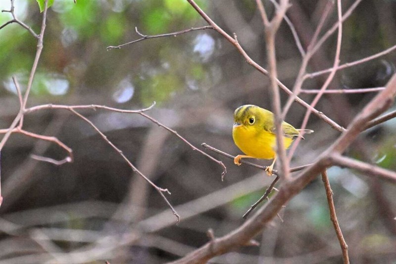 離島・金門で観察された珍鳥のメジロモリムシクイ＝洪廷維さん提供