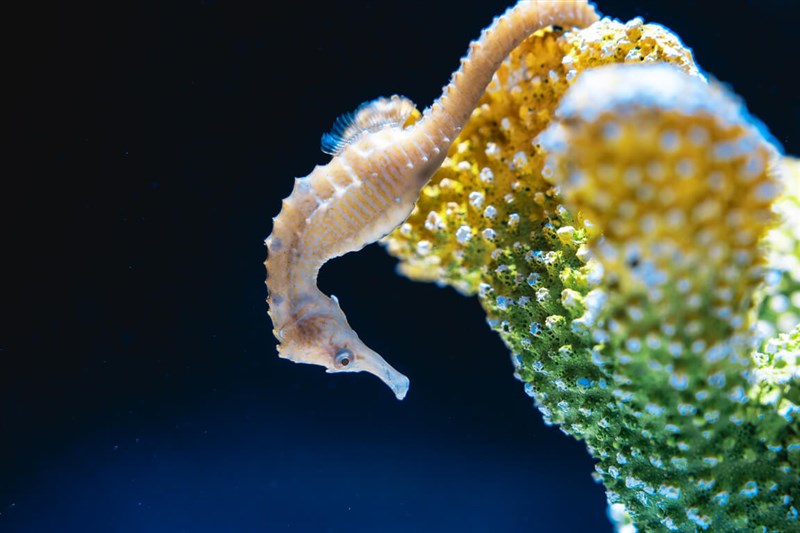 中部・台中市の水族館「台中海洋館」で28日、今年の干支（えと）である午（うま）にちなみ「海馬」、タツノオトシゴを紹介する特別展示が始まる（写真＝同館提供）