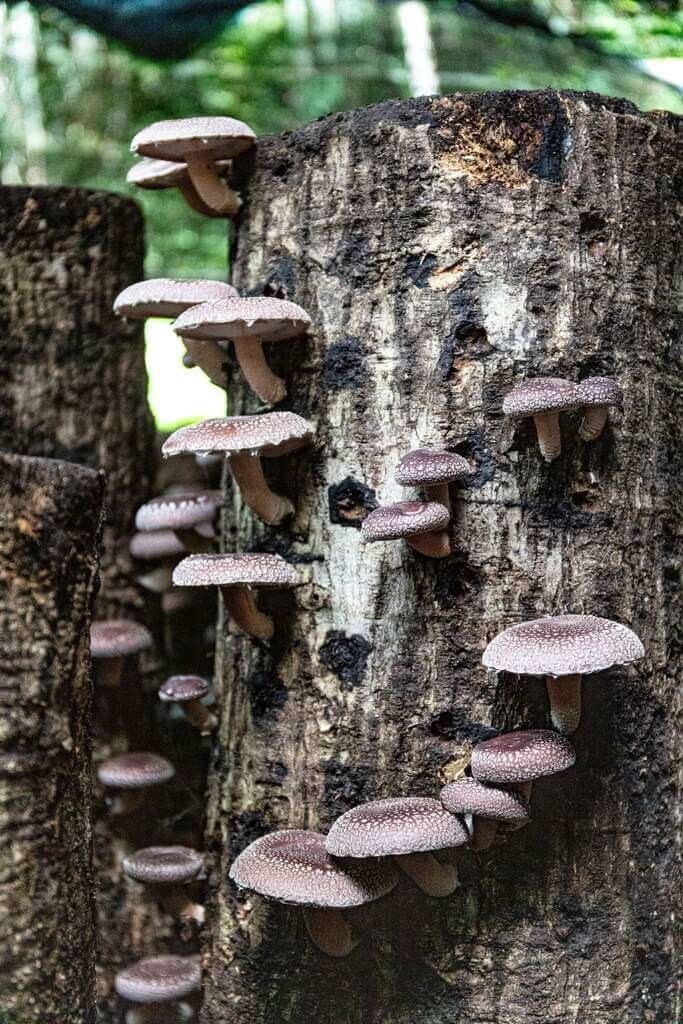 阿里山十字社区発展協会が栽培したシイタケ（林業・自然保育署嘉義分署提供）