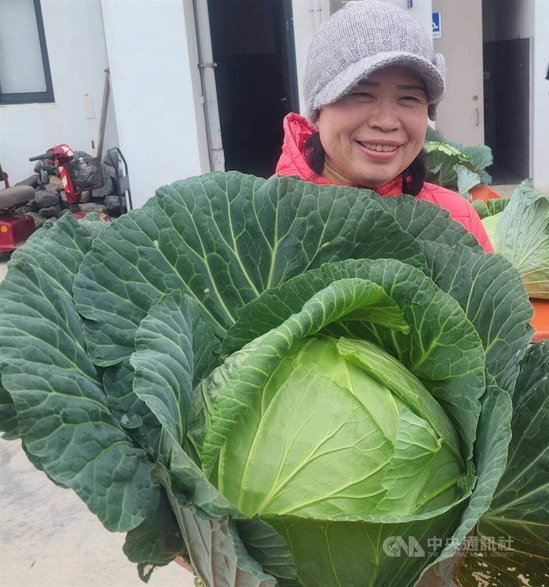 澎湖県で開催された巨大キャベツのコンテストで「最も美しいで賞」に輝いたキャベツを出品した李玉葉さん=2026年1月31日撮影