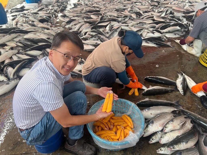 加工前のボラの卵巣を手に取る、嘉義県政府農業処漁業科の張建成科長（本人提供）