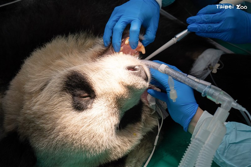 歯科検診を受ける円仔(台北市立動物園提供)