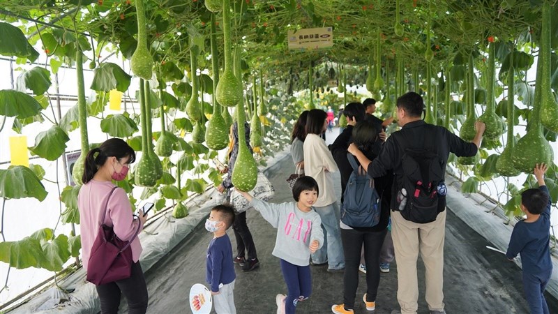 たわわに実ったヒョウタンを楽しむ人々＝屏東県政府提供