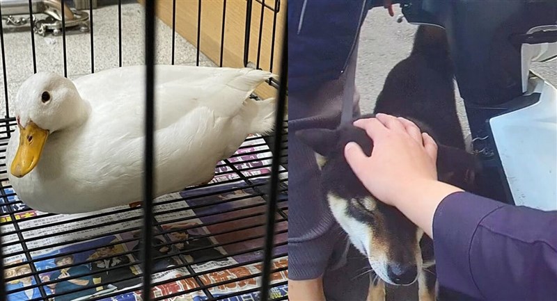 警察に一時保護され、飼い主の元に戻ったアヒルと柴犬（いずれも県警水上分局提供）