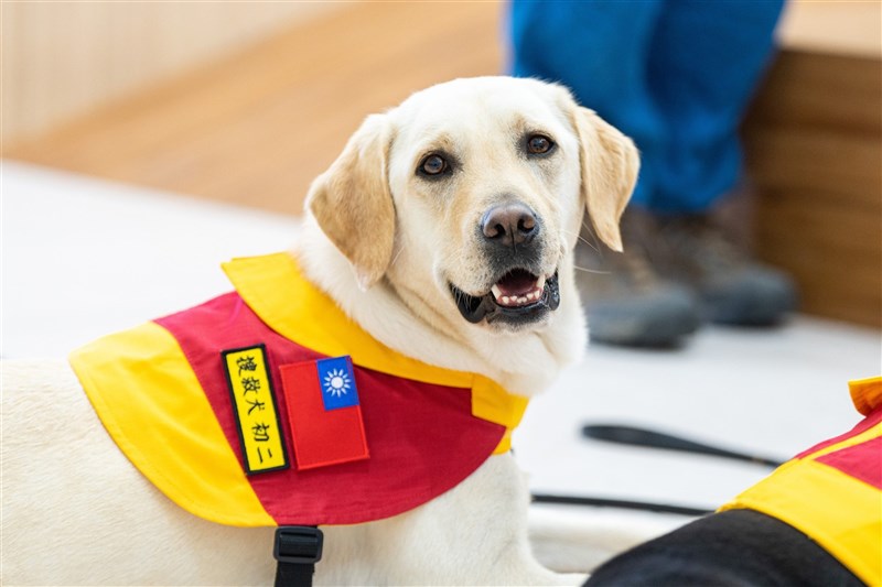 新たな家族を探す、退役した災害救助犬「初二」(台東県消防局のフェイスブックより)